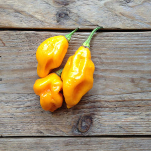 Hot Pepper Lemon Habanero - Seeds