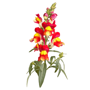 Snapdragon Brighton Rock - Seeds