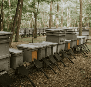 Raw Chestnut Honey