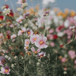 Organic Wildflower Honey