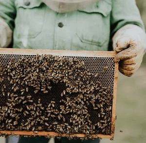 Organic Wildflower Honey